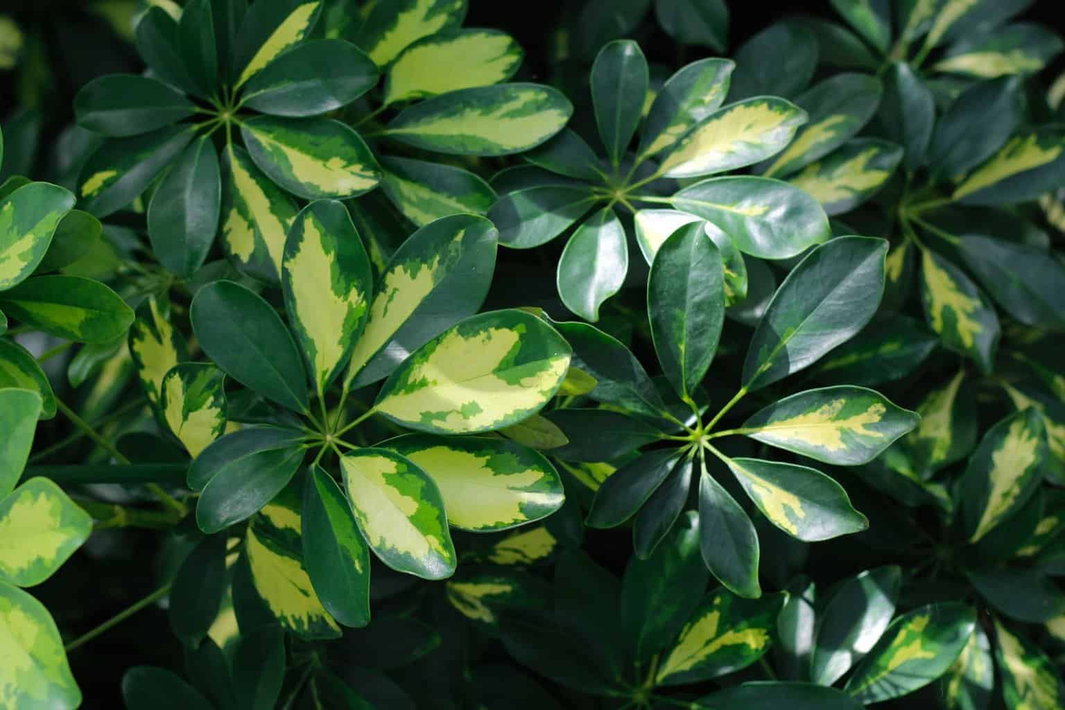 dwarf umbrella tree
