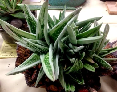 Gasteraloe 'Green Ice' succulent plant