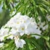 Plumeria pudica (Bridal bouquet plant)