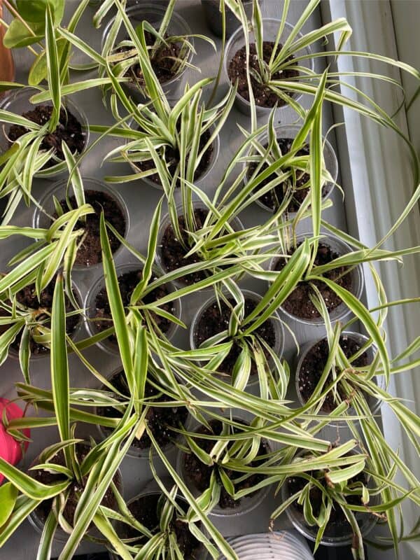 spider plant in a starter pot.