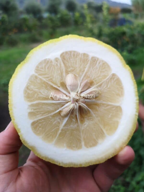 cold hardy Ichang lemon – 5 seeds