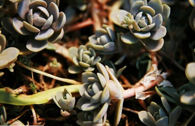 dunce cap succulent