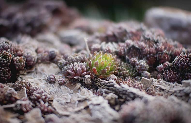 succulent plants in winter