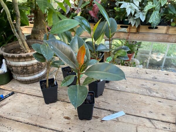 Ficus or Rubber Tree Melanie 2.5 Inch Tall Pot Starter Plant