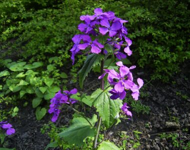 Lunaria annua