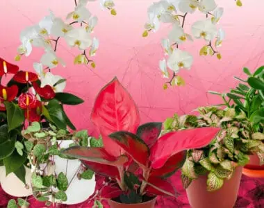 Best Romantic Plants for Love Making