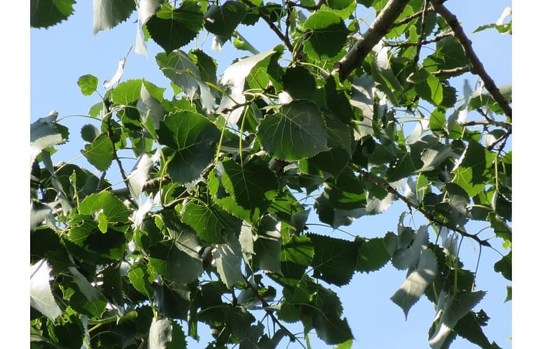 hybrid poplar tree foliage