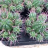 Cactus Plant Small Euphorbia Ferox