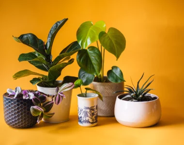 potted plants for choosing the best pots for your indoor plants