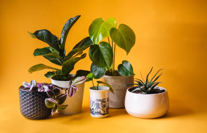 potted plants for choosing the best pots for your indoor plants