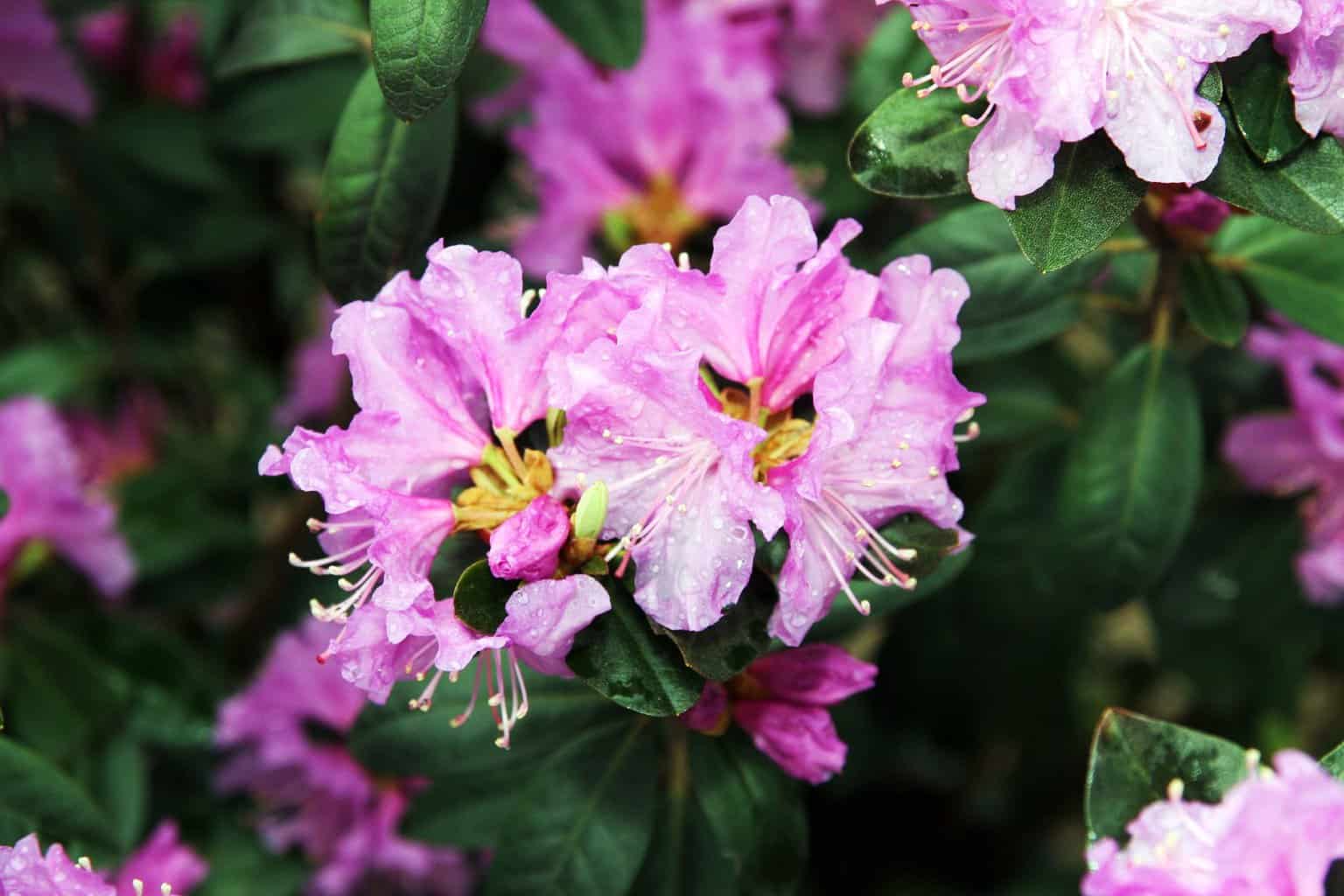 watering pjm rhododendron plant