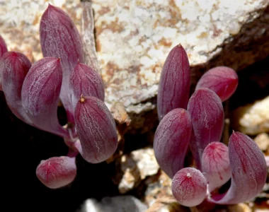Othonna Capensis Ruby Necklace succulent