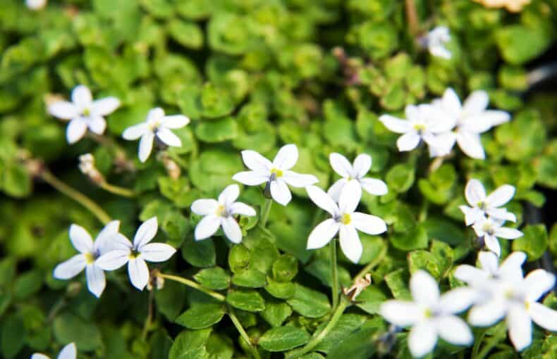 Isotoma fluviatilis