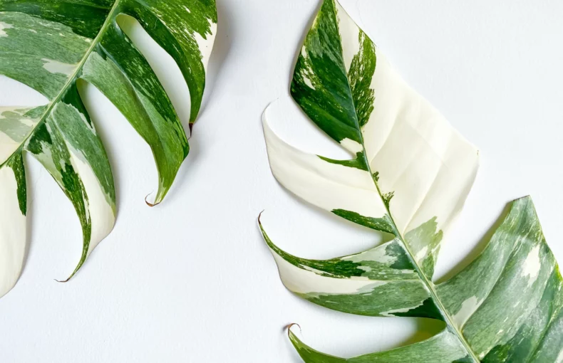 variegated plant