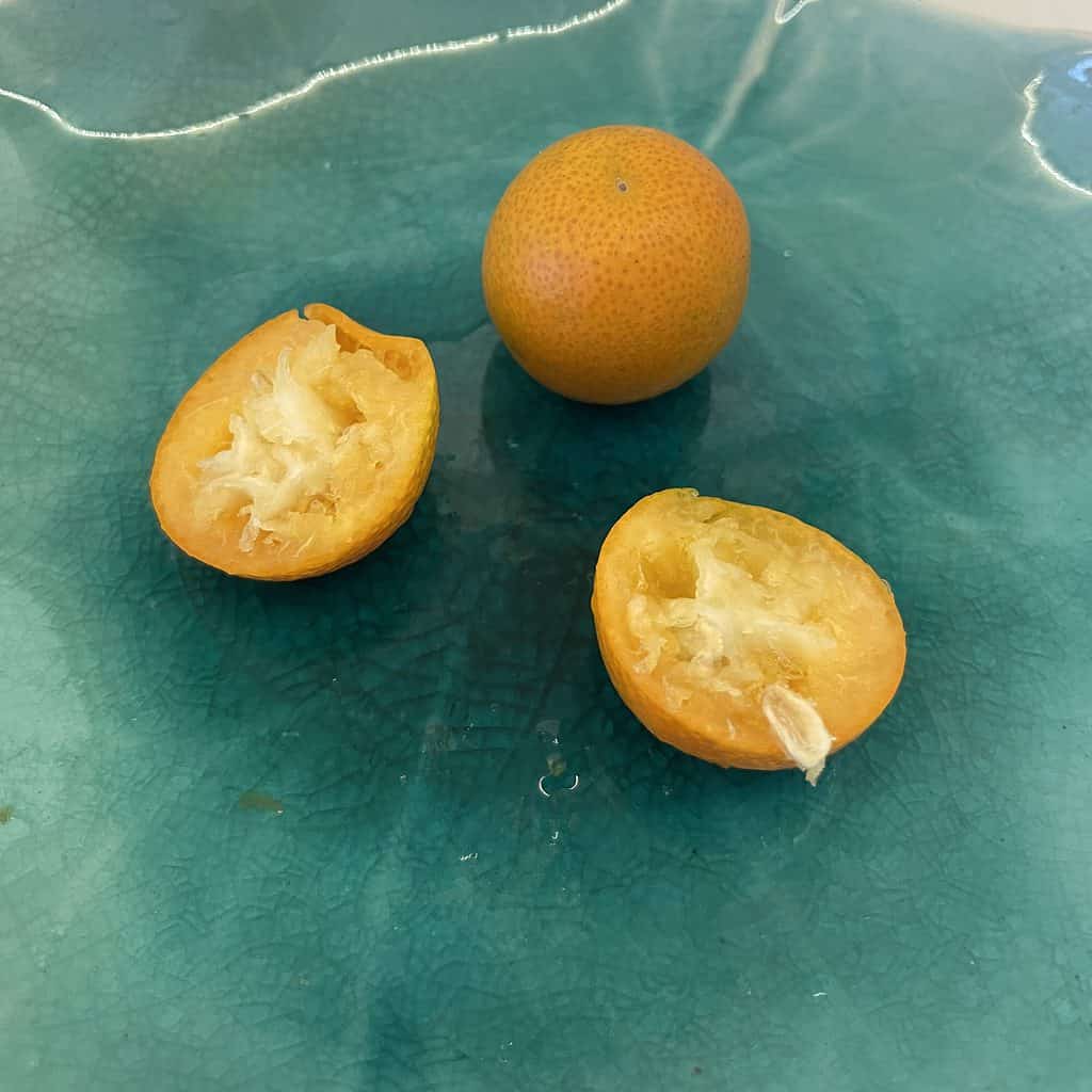 Meiwa Kumquat – 5 seeds (Fruits in just 2-3 years!)