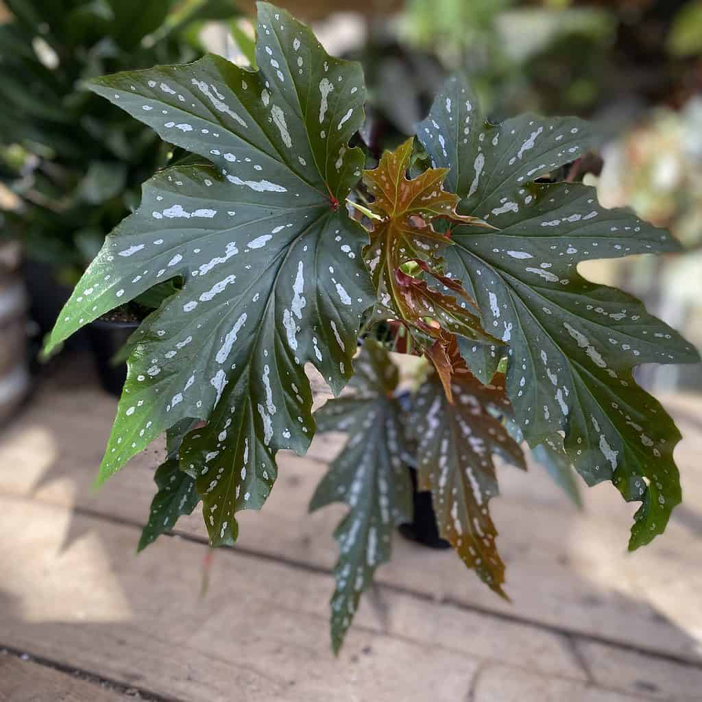 Begonia Cane Lana Polka Dot Begonia Plant 3 Inch Pot – Larger