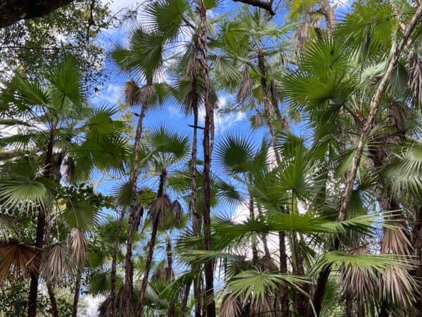 slender trunk and stiff of acoelorrhaphe wrightii palms.