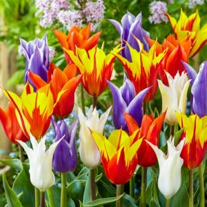 10 Lily Flowering Tulip Bulbs to Plant