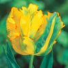 10 Golden Parrot Tulip Bulbs for Planting - Easy to Grow