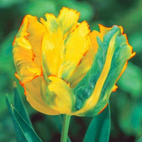 10 Golden Parrot Tulip Bulbs for Planting – Easy to Grow
