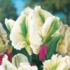 10 Super Parrot Tulip Bulbs for Planting - Easy to Grow