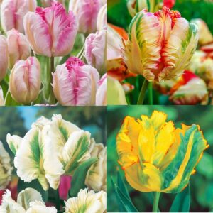 12 Parrot Tulip Bulb Bundle for Planting 4 Different Tulips