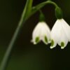 5 Summer Snowflake Bulbs for Planting White Weeping Flowers