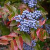 50 Creeping Barberry Bush Seeds for Planting