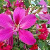 10 Orchid Tree Seeds for Planting Butterfly Tree Bauhinia purpure