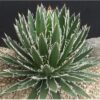 10 Thread Leaf Agave Seeds for Planting Exotic Cactus Agave filifera