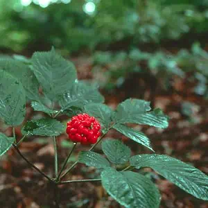 25 American Ginseng Seeds Wild Stratified Ready To Plant