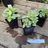 Peperomia Pixie Lime 2.5 Inch Tall Pot Starter plant