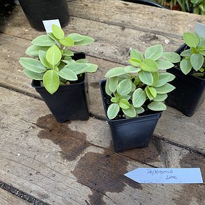 Peperomia Pixie Lime 2.5 Inch Tall Pot Starter plant