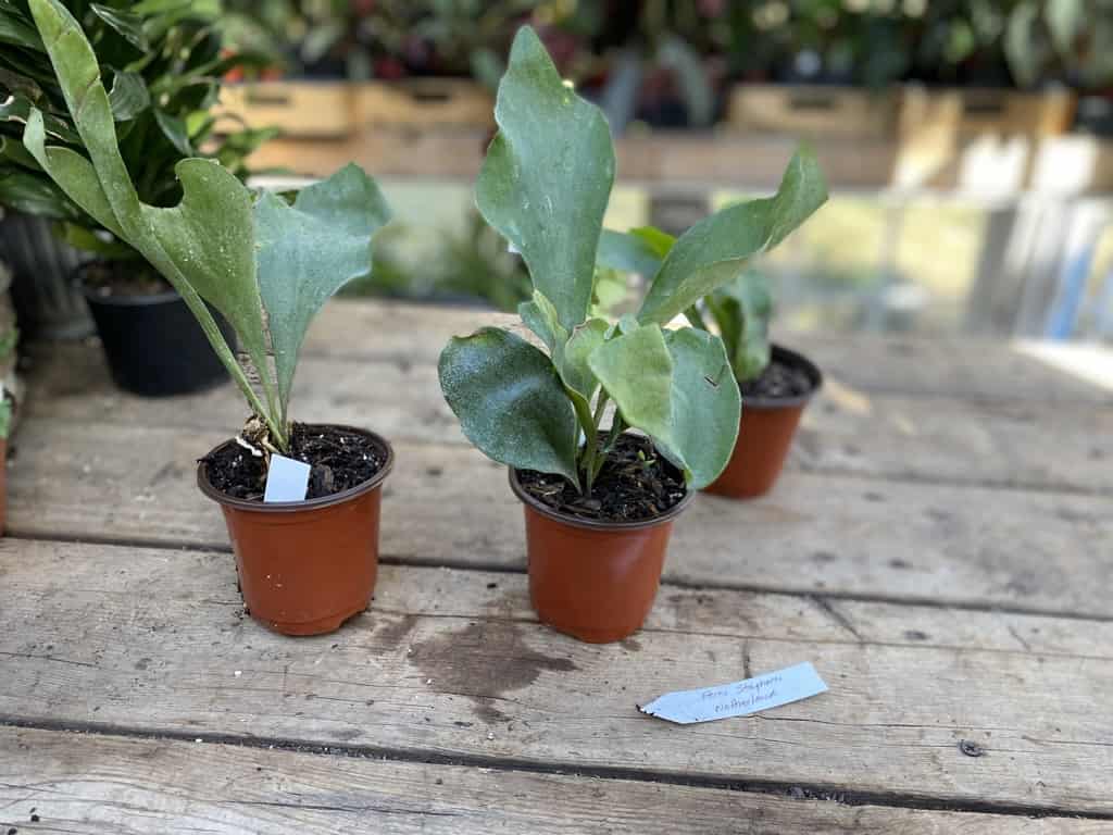 Fern Staghorn For Sale Online Plantly