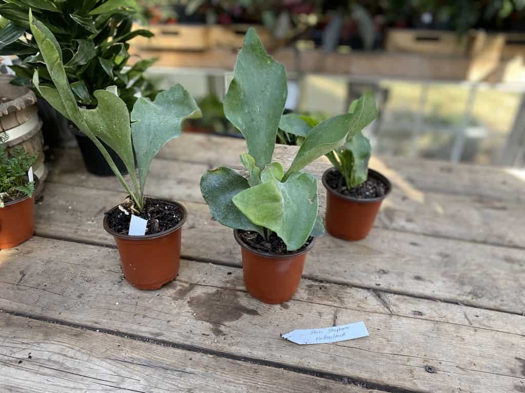 Fern Staghorn For Sale Online Plantly