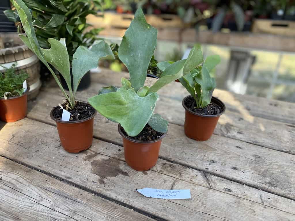Fern Staghorn For Sale Online Plantly