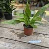 Fern Crocodile or Microsorum musifolium Crocodyllus 4 Inch Pot Live Plantnt