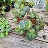 Begonia Trailing Manaus 2.5" Tall Pot Starter Plant