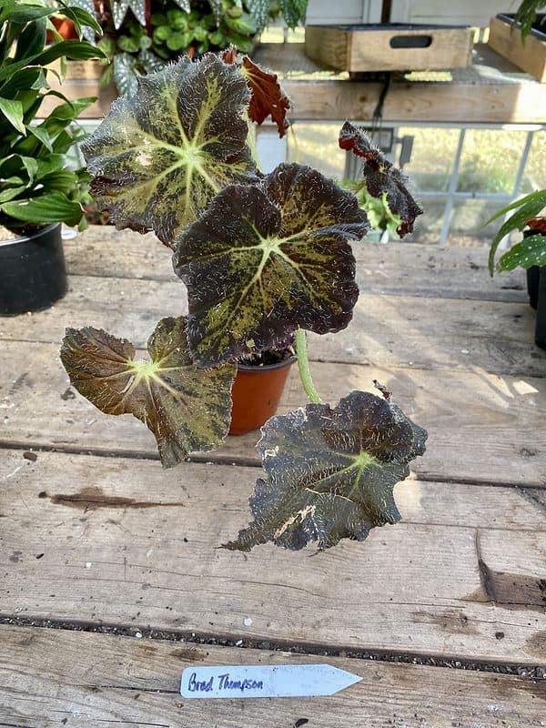 Begonia Rhizomatous Brad Thompson 4 Inch Pot Live Plant