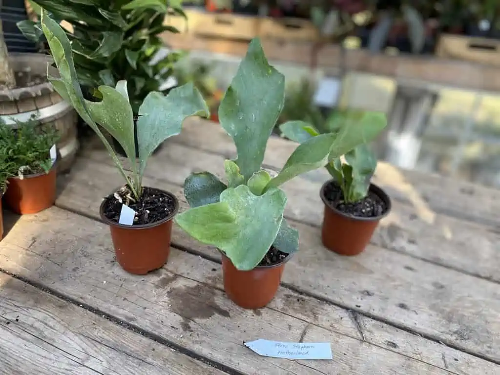 Fern Staghorn For Sale Online Plantly