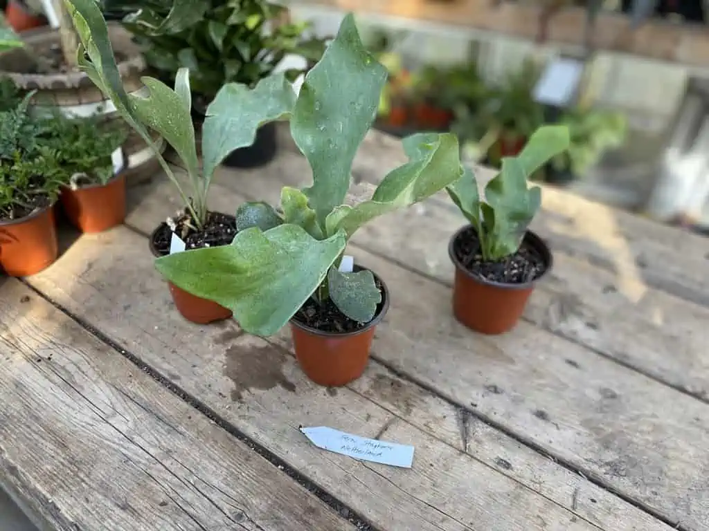 Fern Staghorn For Sale Online Plantly