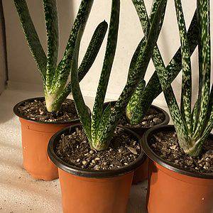 Old Warty | Dune Gasteria