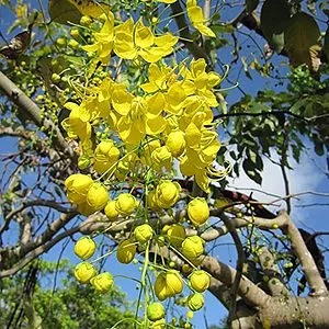 Golden Shower Tree Seeds for Planting - Cassia Fistula