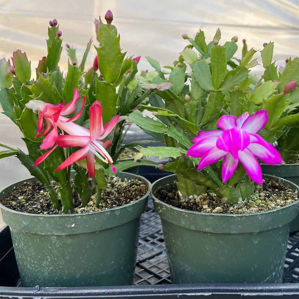 Schlumbergera Christmas cactus Plantly