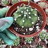Echinopsis subdenudata---Dominoes