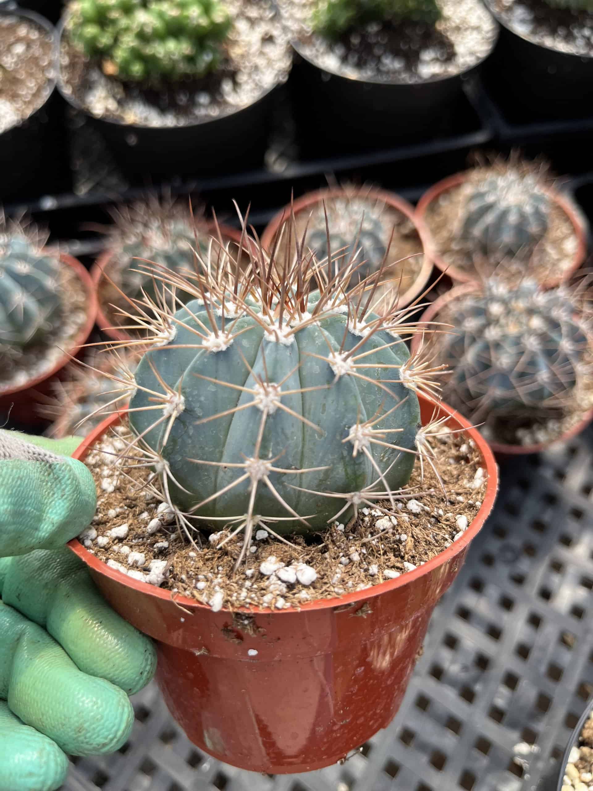 Melocactus concinnus melocactus concinnus plant in a pot.