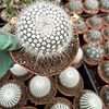 Notocactus scopa---Silver Ball Cactus