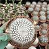 Notocactus scopa---Silver Ball Cactus