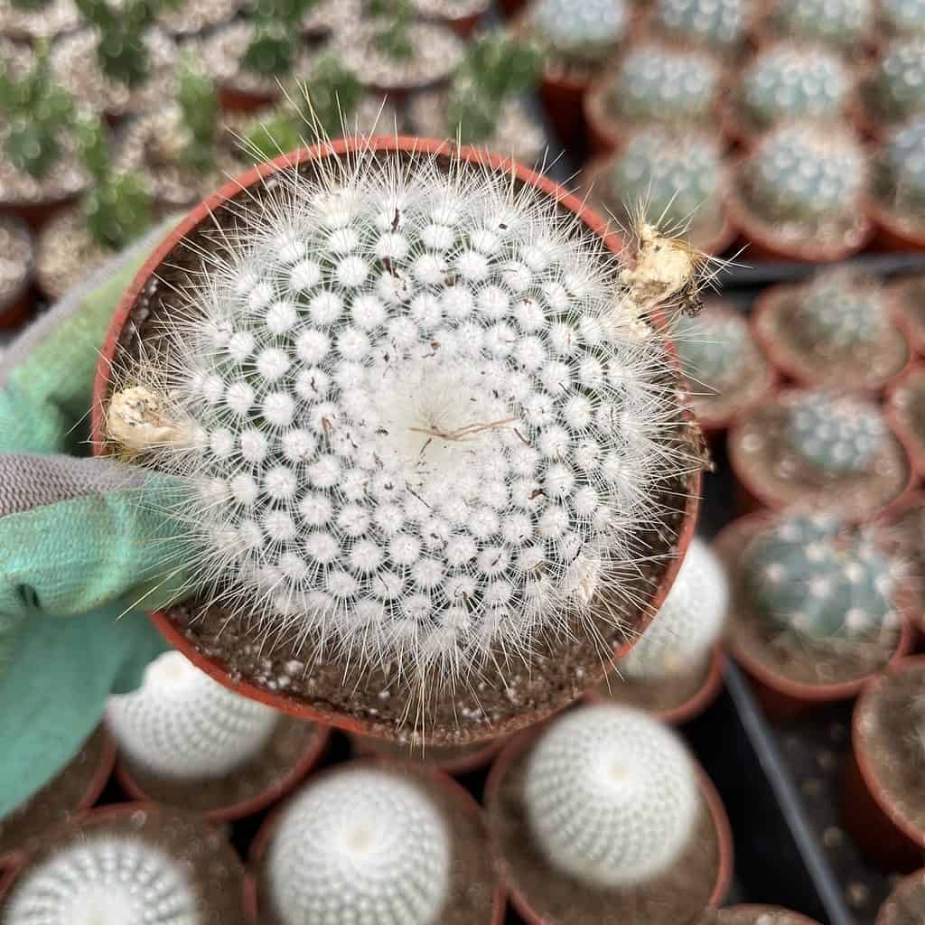 Notocactus scopa cactus in a pot.