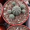 Euphorbia obesa hybrid (baseball plant)